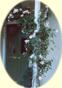 roses around the door