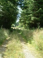 a walk into the woods